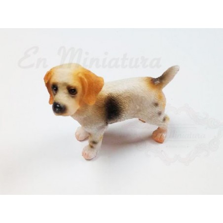 Perro en miniatura Beagle
